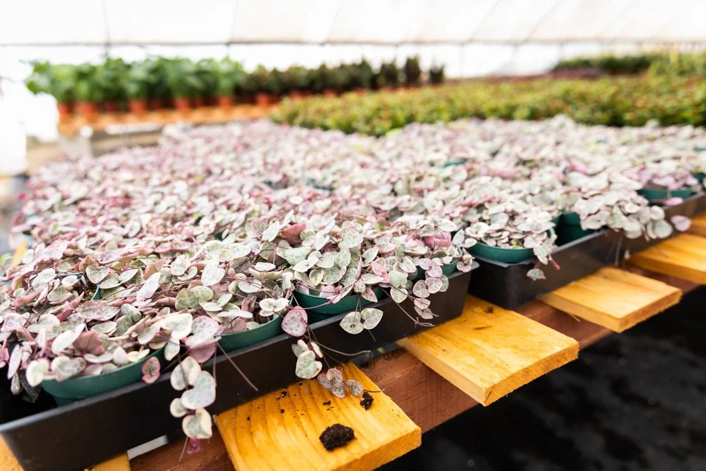 KDH Plant Growers-GreenhouseGallery-17.jpg