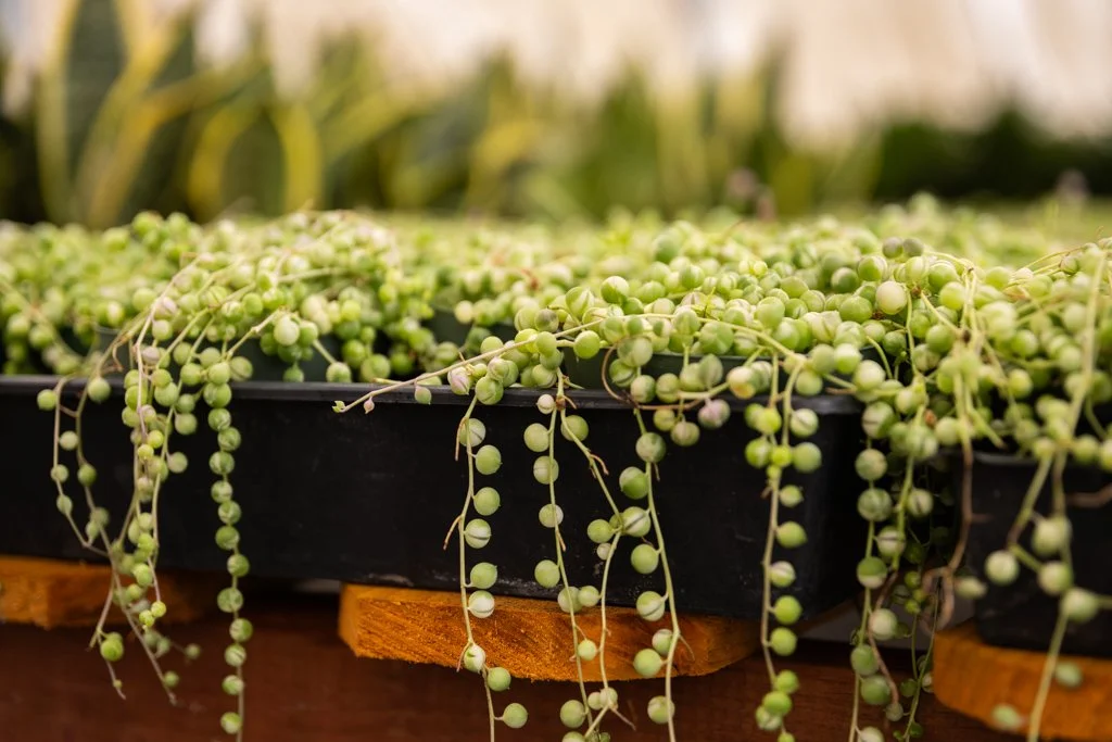 KDH Plant Growers-GreenhouseGallery-39.jpg