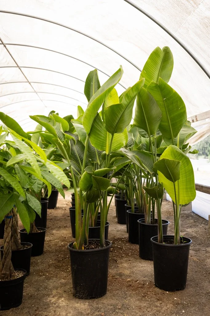 KDH Plant Growers-GreenhouseGallery-56.jpg