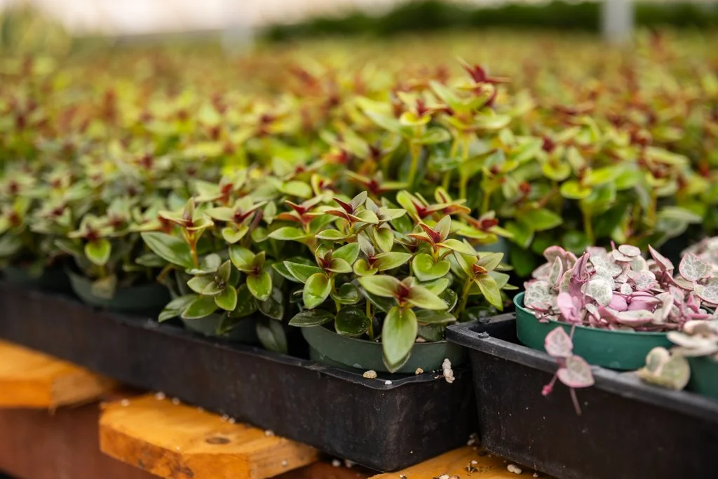 KDH Plant Growers-GreenhouseGallery-40.jpg