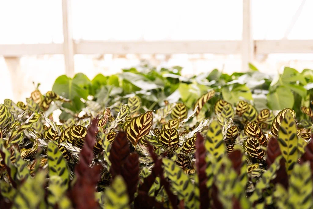 KDH Plant Growers-GreenhouseGallery-35.jpg