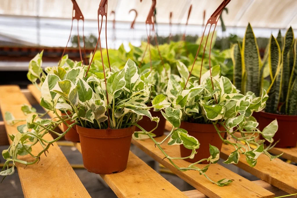 KDH Plant Growers-GreenhouseGallery-52.jpg