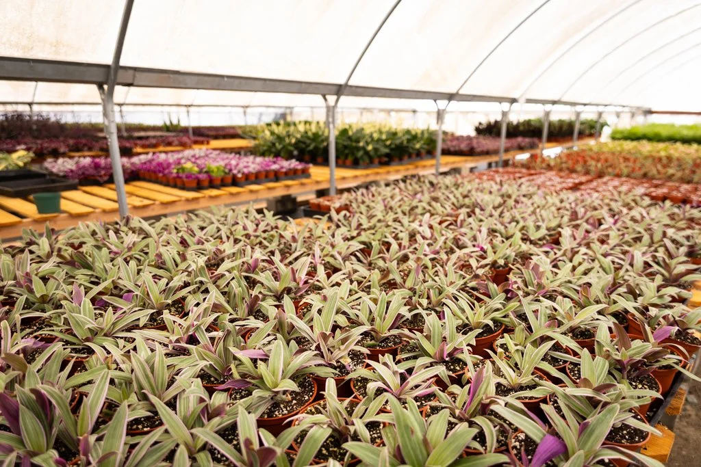 KDH Plant Growers-GreenhouseGallery-30.jpg