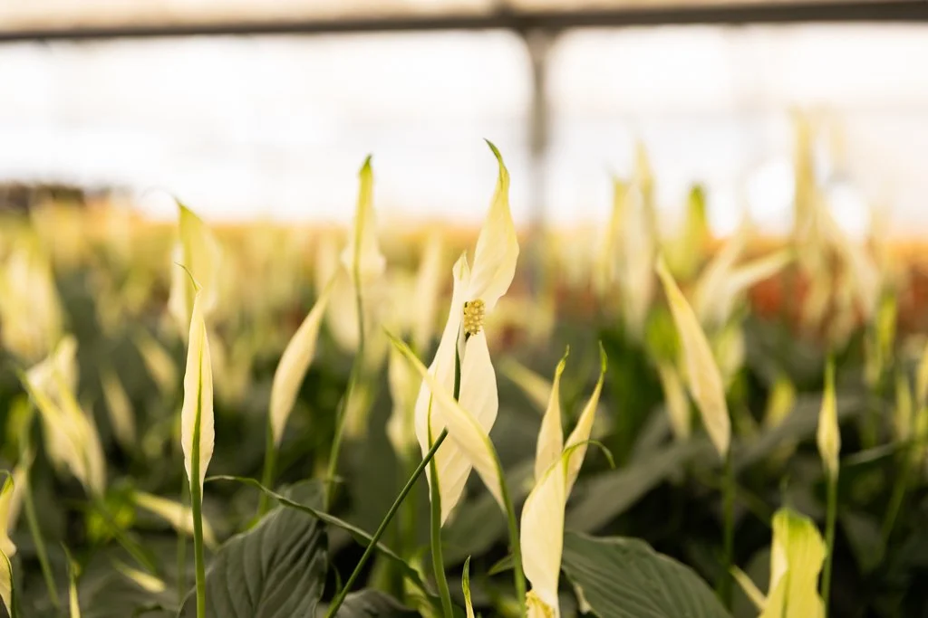 KDH Plant Growers-GreenhouseGallery-26.jpg