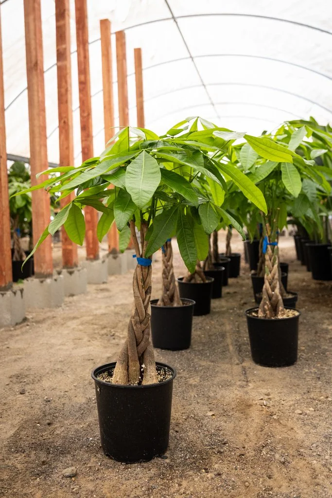 KDH Plant Growers-GreenhouseGallery-55.jpg
