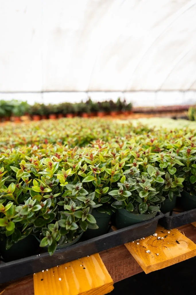 KDH Plant Growers-GreenhouseGallery-18.jpg