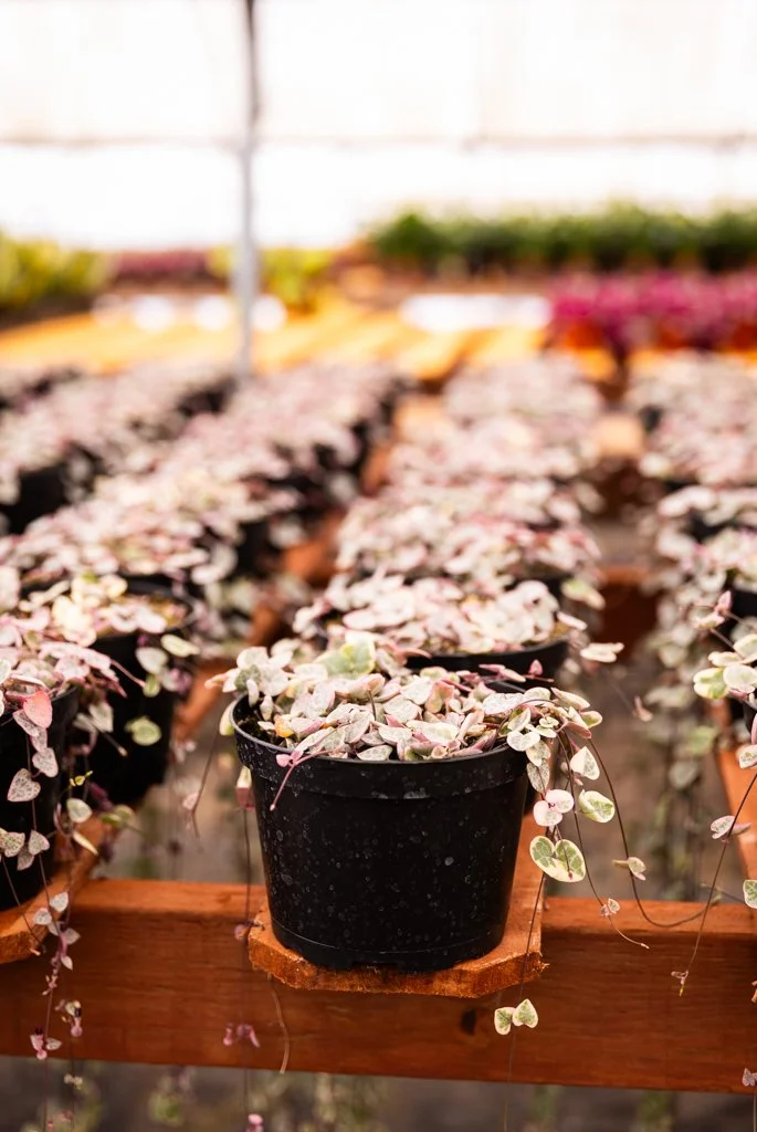 KDH Plant Growers-GreenhouseGallery-7.jpg