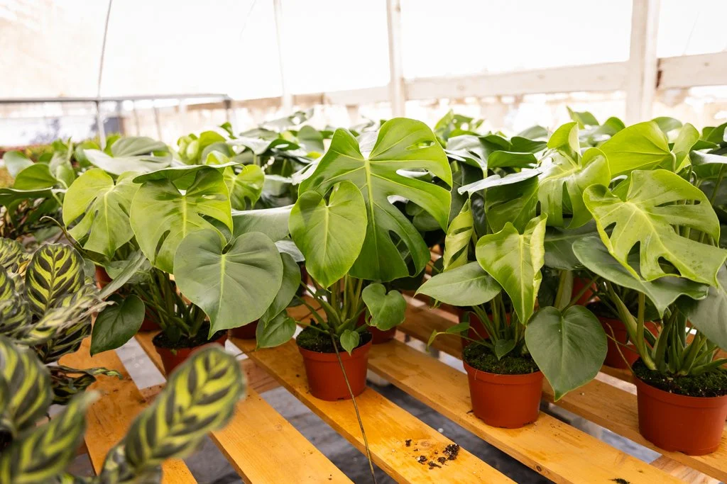 KDH Plant Growers-GreenhouseGallery-37.jpg