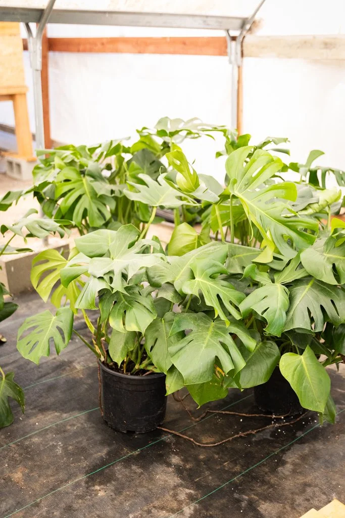 KDH Plant Growers-GreenhouseGallery-49.jpg