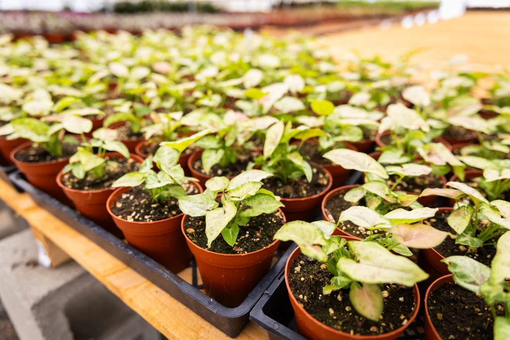 KDH Plant Growers-GreenhouseGallery-29.jpg