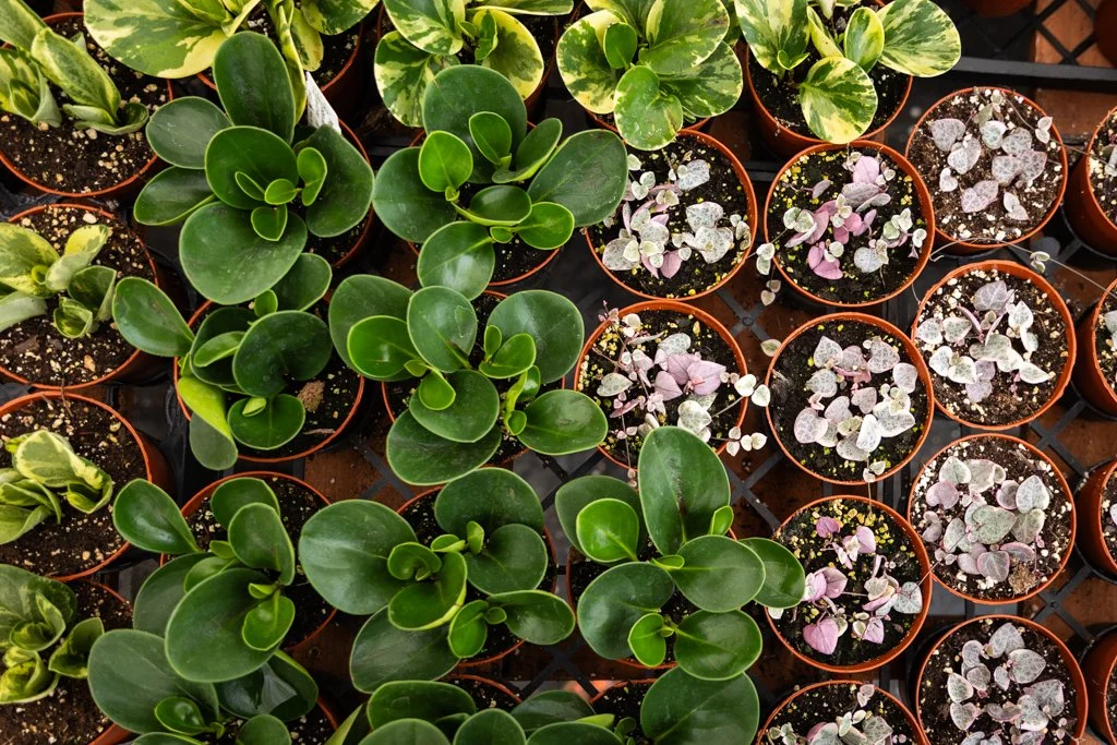 KDH Plant Growers-GreenhouseGallery-14.jpg