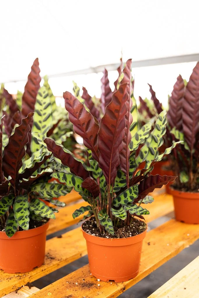 KDH Plant Growers-GreenhouseGallery-23.jpg
