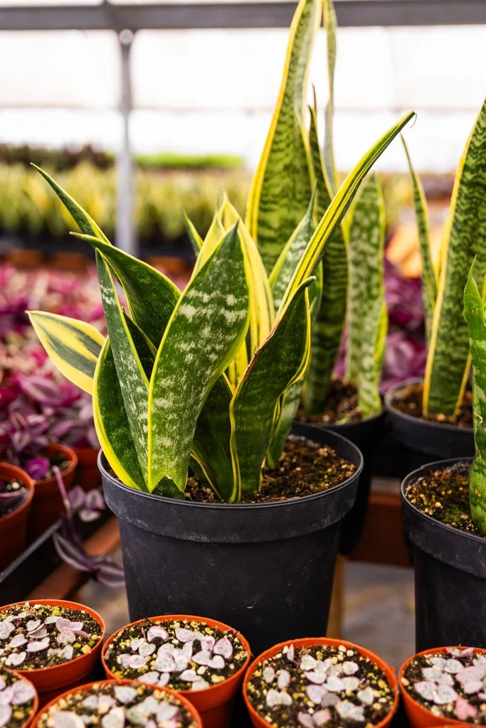KDH Plant Growers-GreenhouseGallery-9.jpg