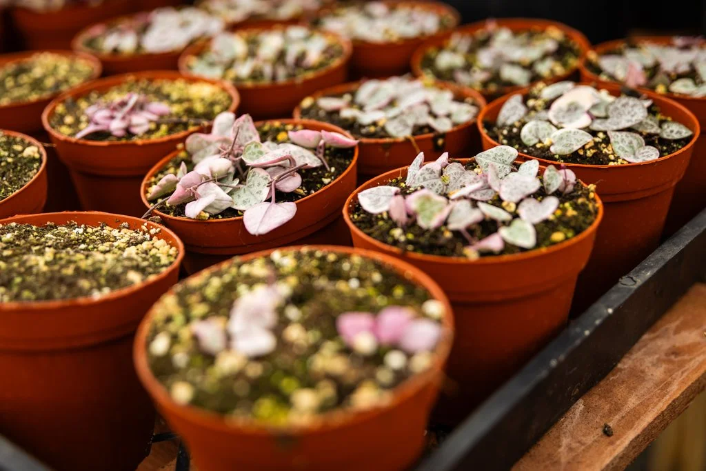 KDH Plant Growers-GreenhouseGallery-8.jpg