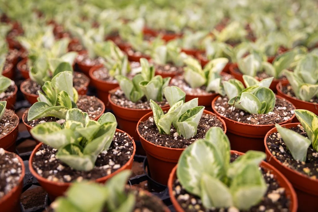 KDH Plant Growers-GreenhouseGallery-13.jpg