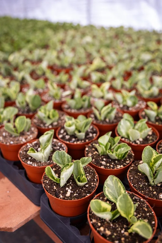 KDH Plant Growers-GreenhouseGallery-12.jpg