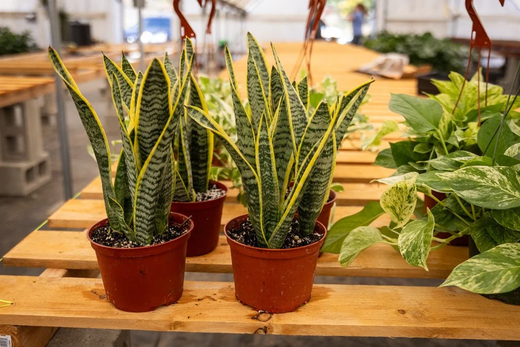 KDH Plant Growers-GreenhouseGallery-53.jpg
