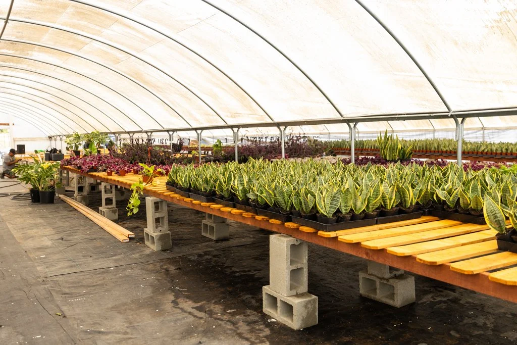KDH Plant Growers-GreenhouseGallery-22.jpg