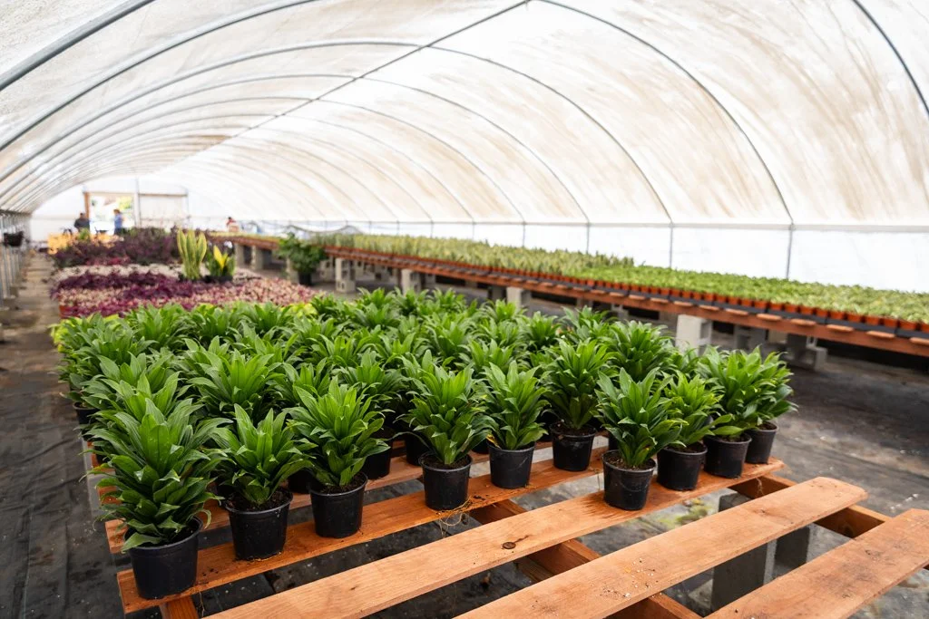 KDH Plant Growers-GreenhouseGallery-20.jpg