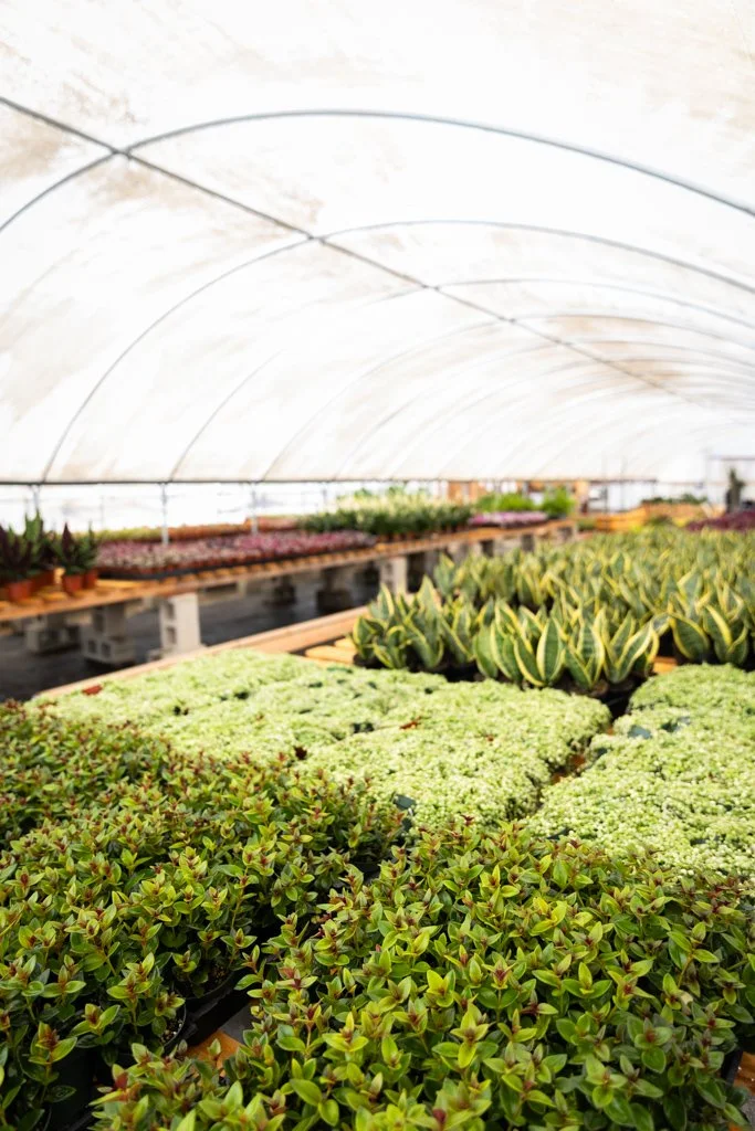 KDH Plant Growers-GreenhouseGallery-19.jpg