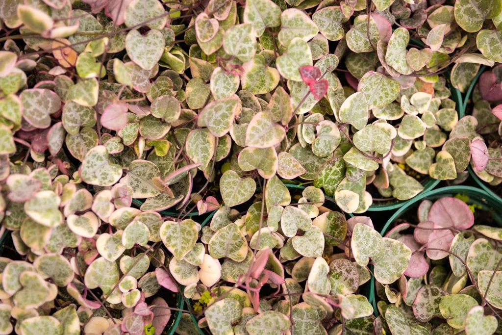 KDH Plant Growers-GreenhouseGallery-43.jpg