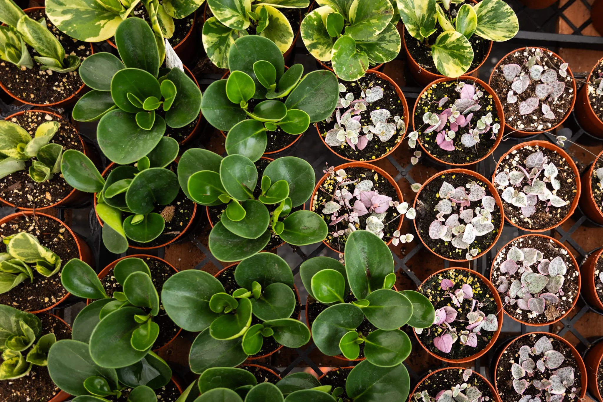 KDH Plant Growers-Greenhouse-13.jpg
