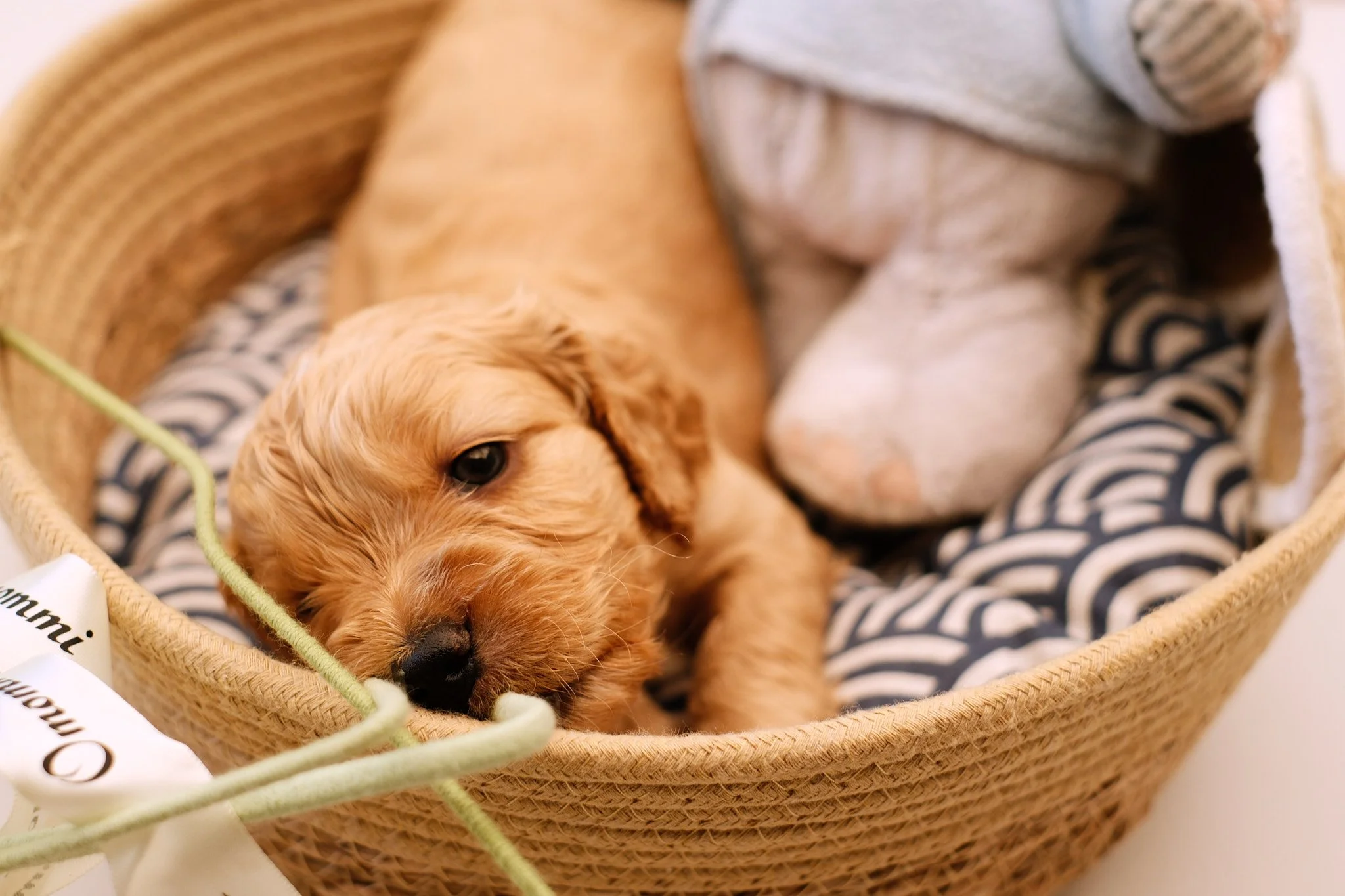 A light brown puppy lying in a woven basket with a black and white patterned blanket, resting its head on the edge, with another white puppy partially covered by a cloth nearby.