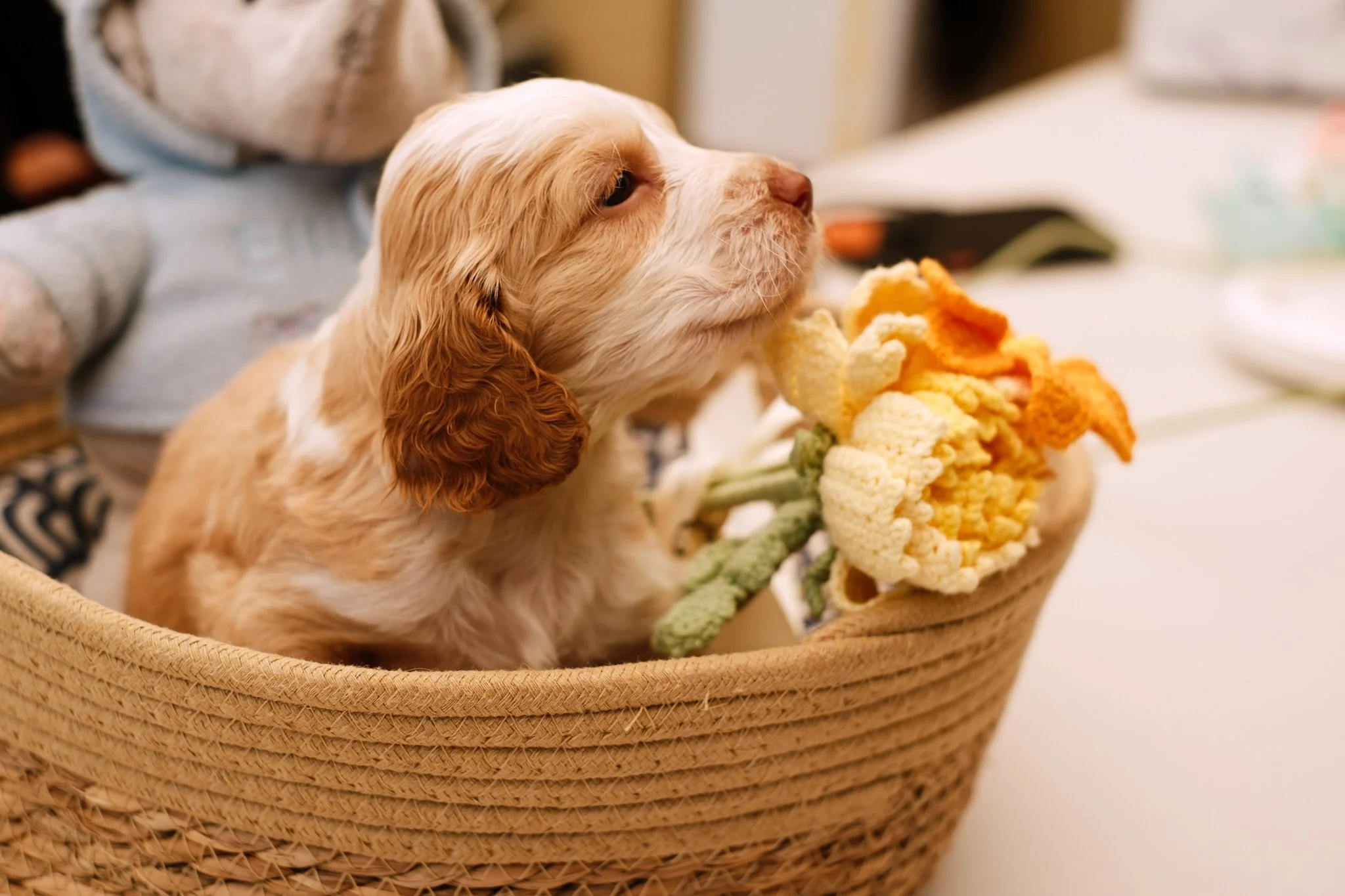 A small dog with white and brown fur sitting in a woven basket holding a crocheted flower arrangement in its mouth.