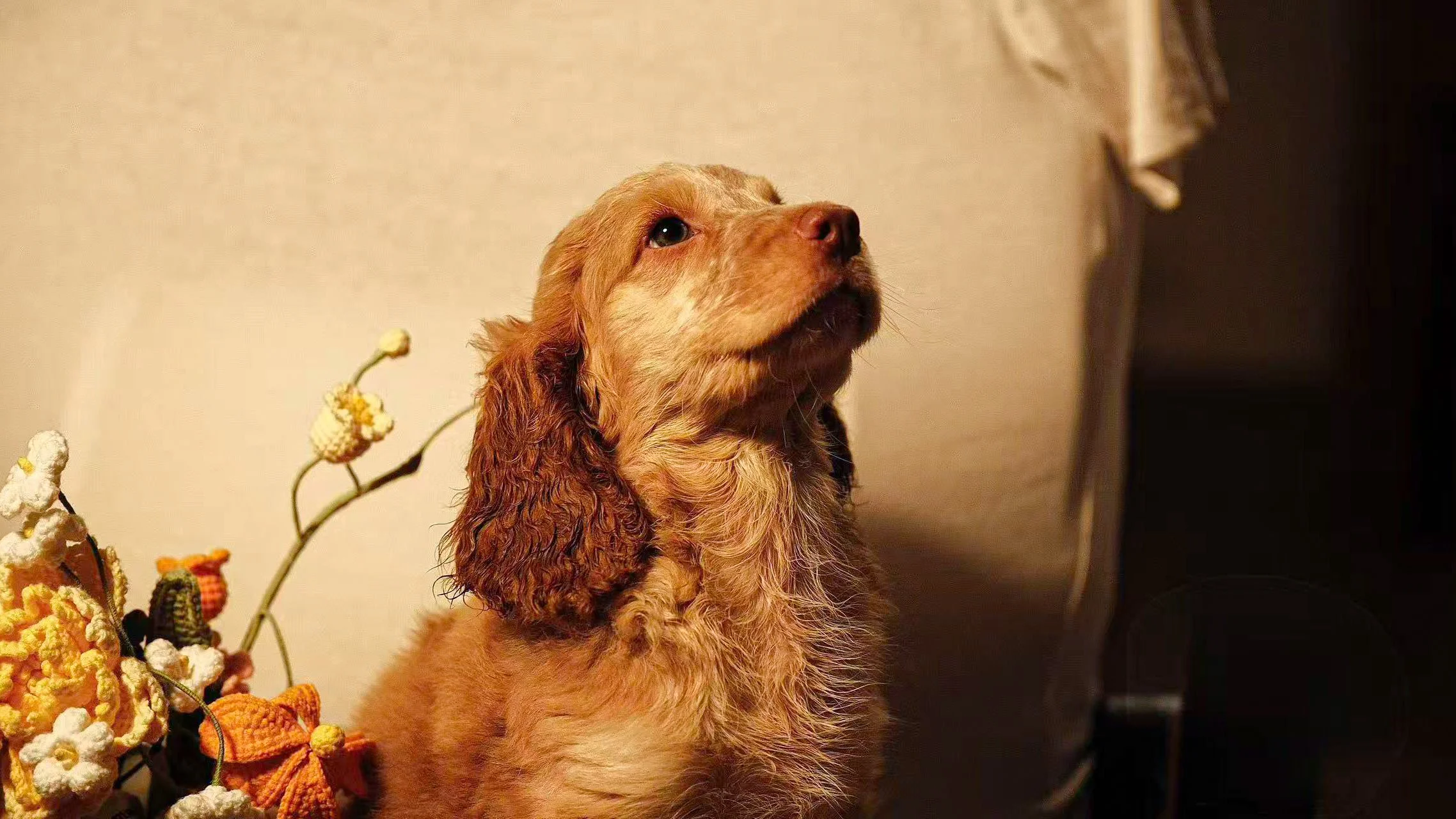A small, light brown and white puppy with floppy ears sitting inside a woven basket lined with blue and white patterned fabric.