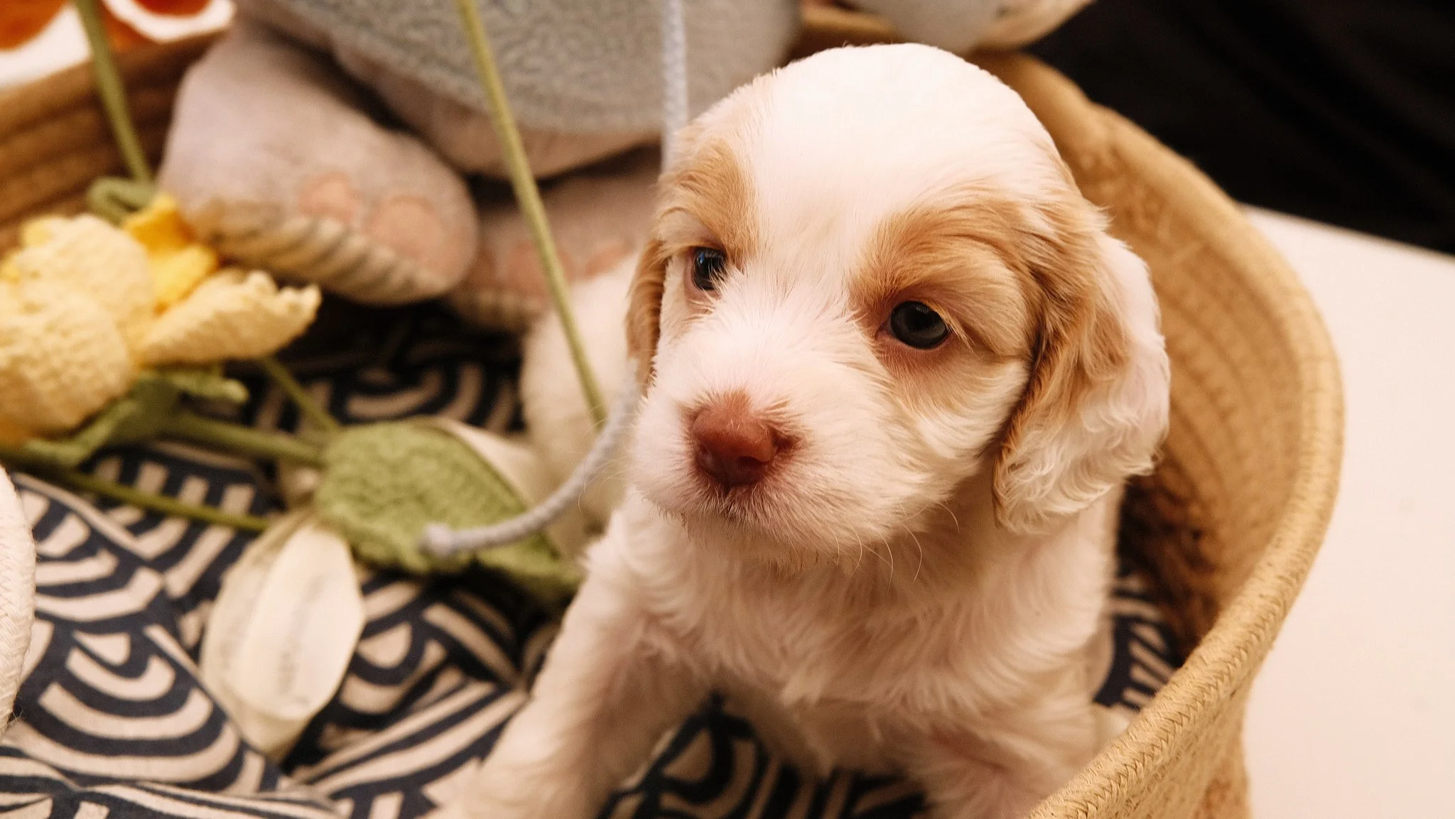 A cute puppy with white and tan fur sitting in a basket surrounded by plush toys.