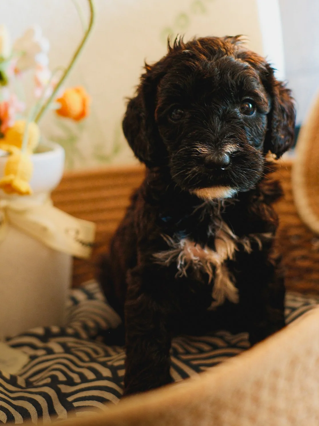 A person holding a cute, fluffy puppy outside on a towel, with green grass in the background.