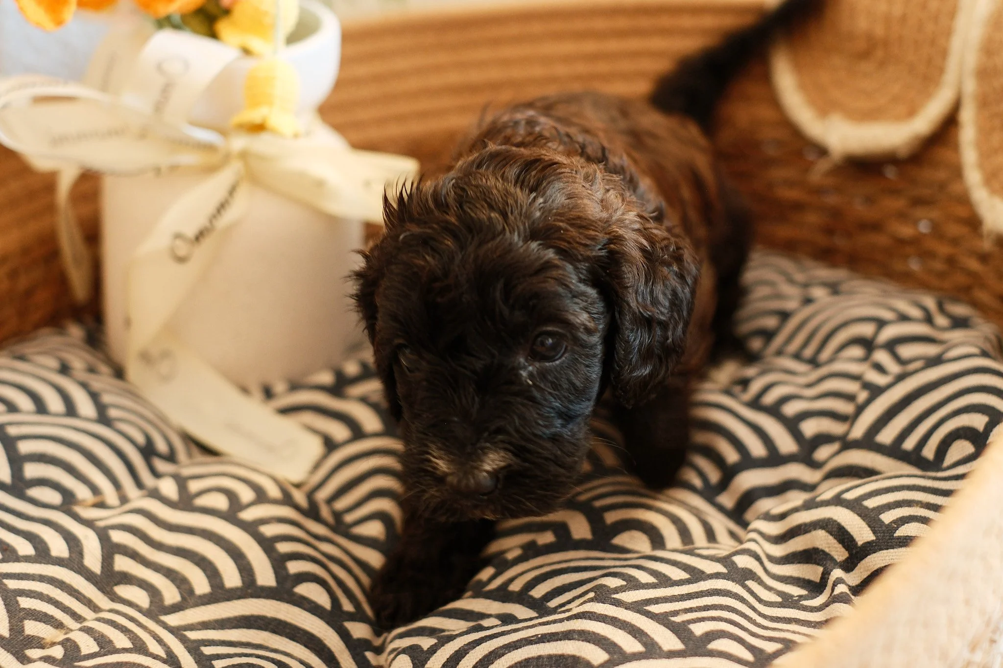 A cute puppy with brown and white fur looking up from inside a woven basket with a blanket and flower decorations.