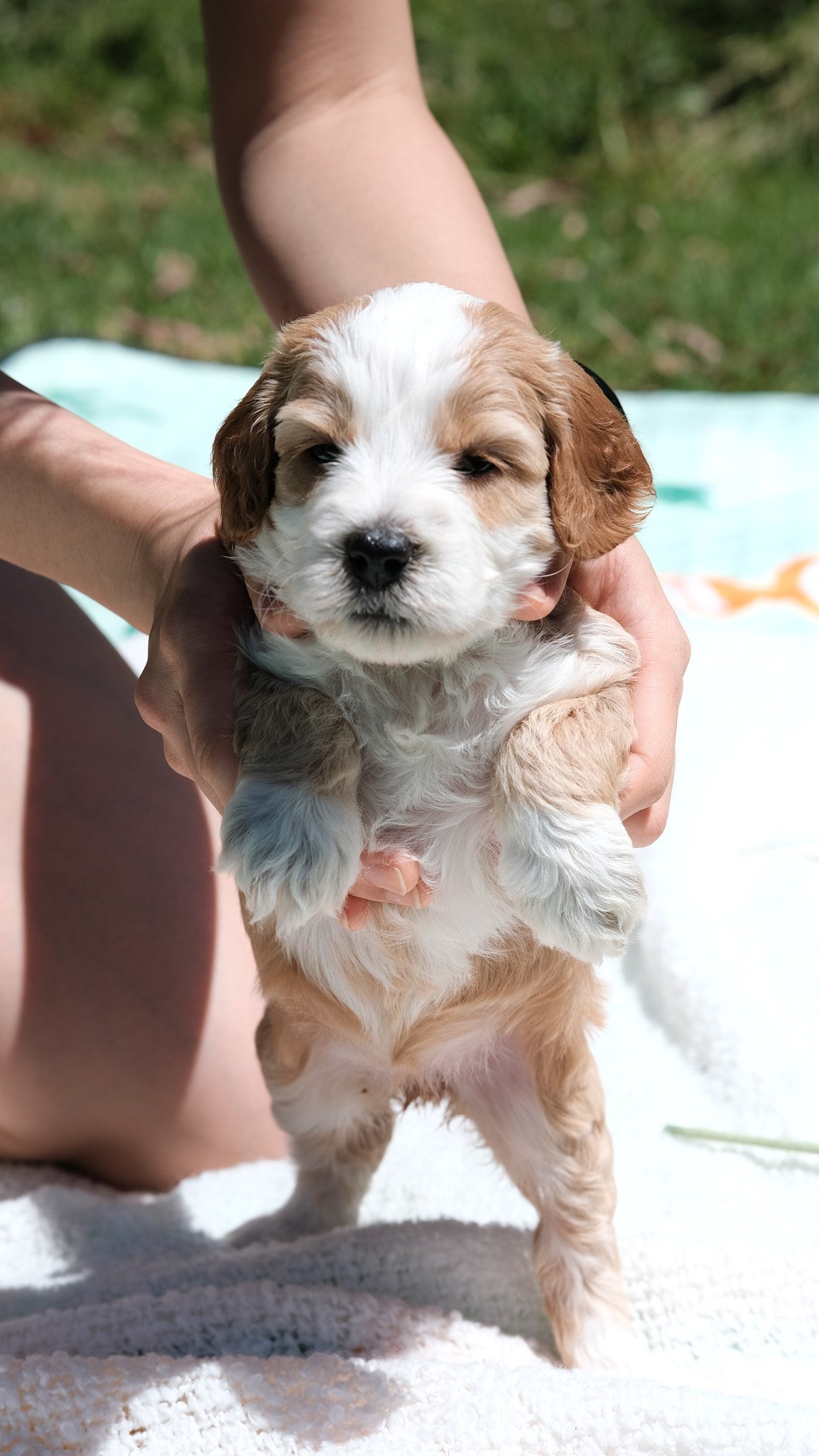 A person holding a cute, fluffy puppy outside on a towel, with green grass in the background.