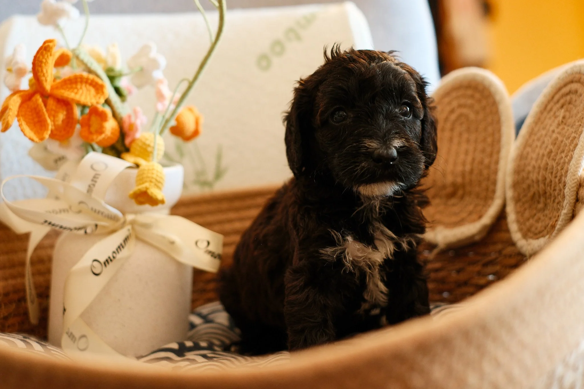 A cute puppy with a white and brown coat sitting inside a woven basket, looking directly at the camera.