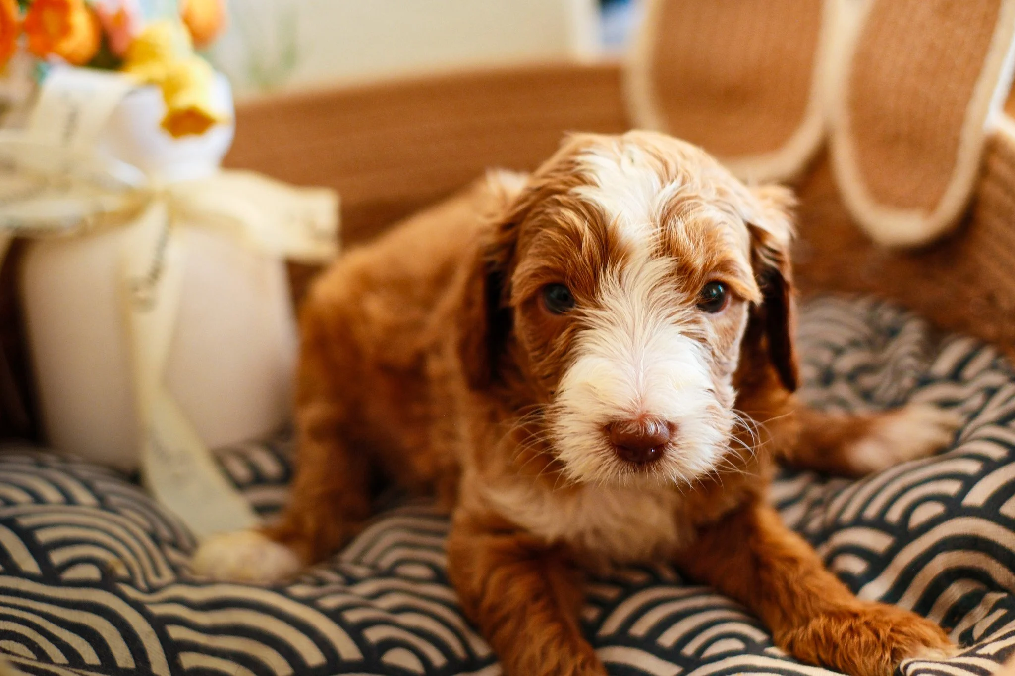 Two curly-haired dogs, one tan and the other darker, lying on a wooden floor, cuddling.