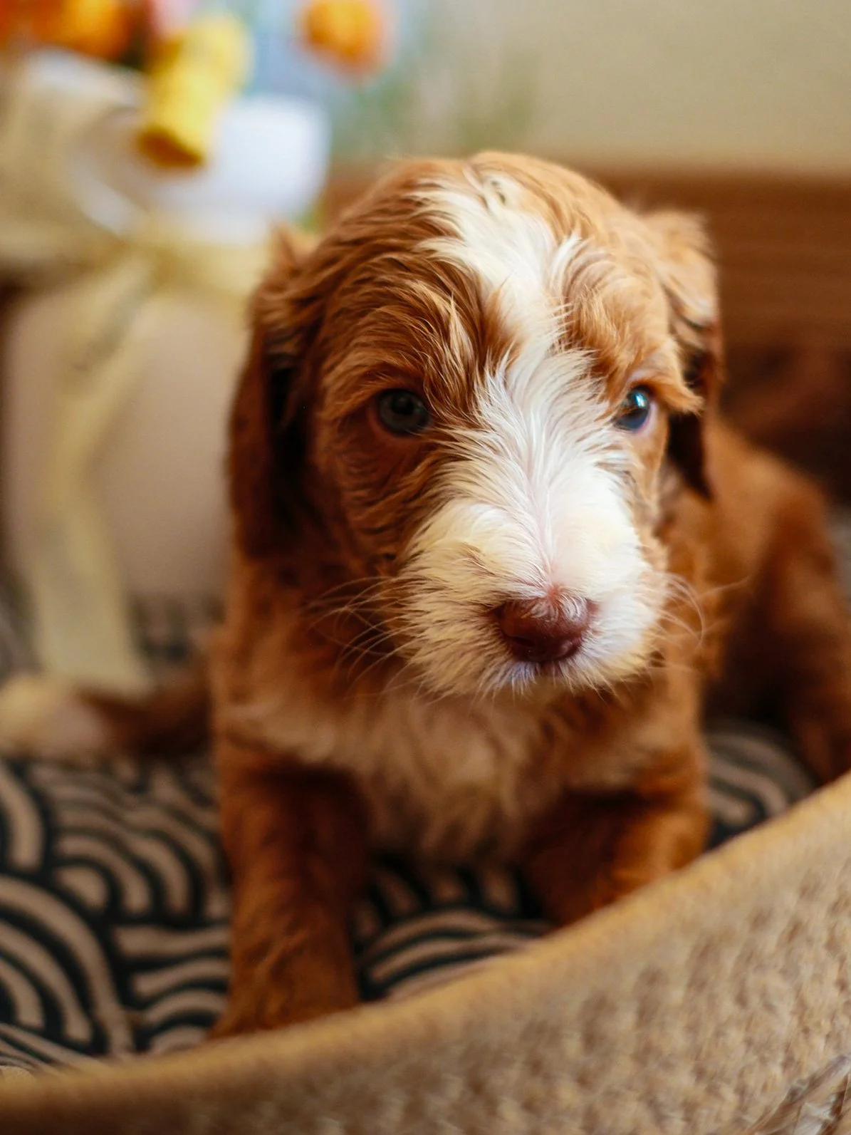 A close-up photo of a small, curly-haired, light brown puppy sitting inside a woven basket next to a stuffed animal.