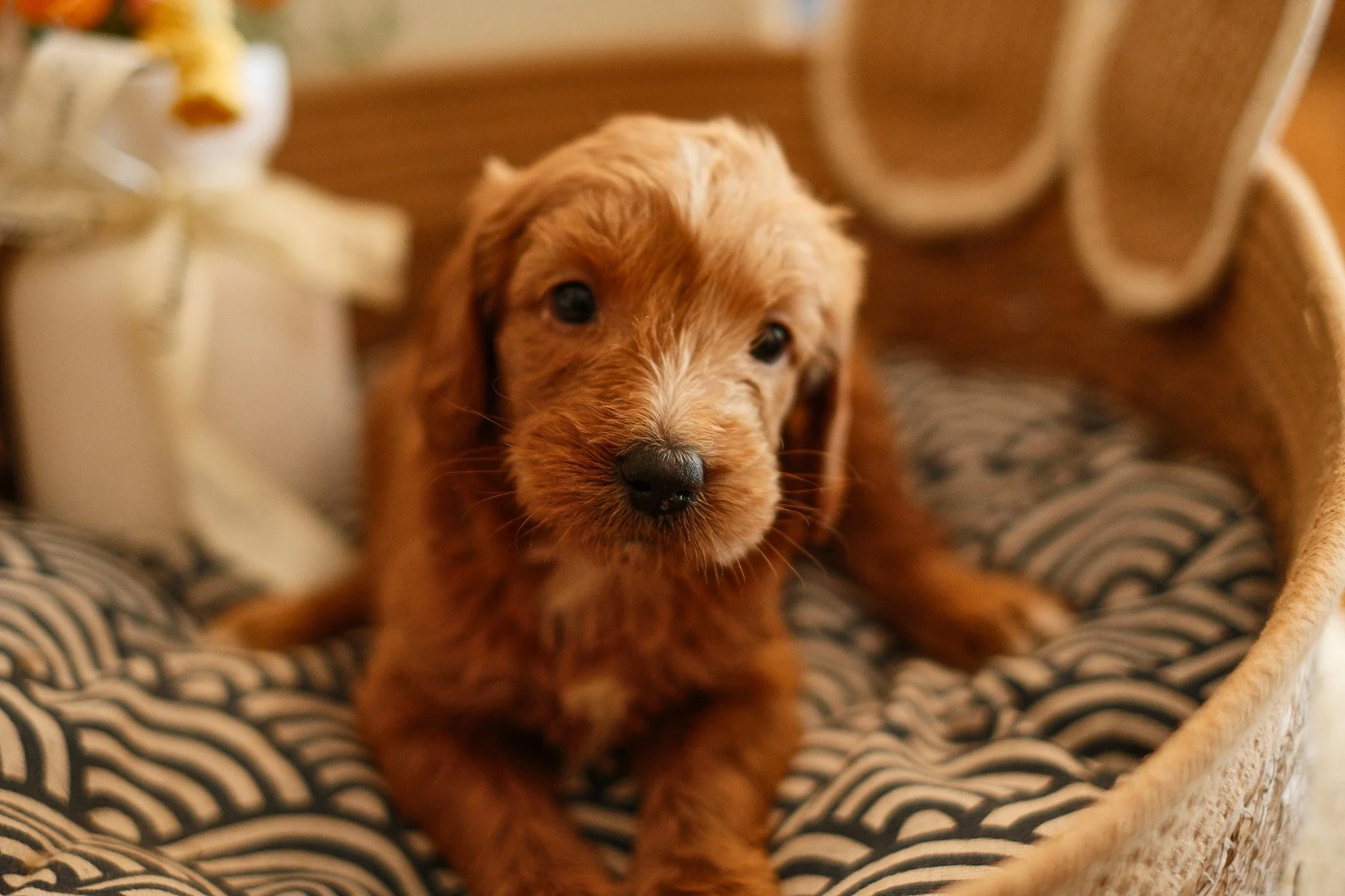 A cute puppy with white and light brown fur sitting in a wicker basket, looking slightly off to the side.