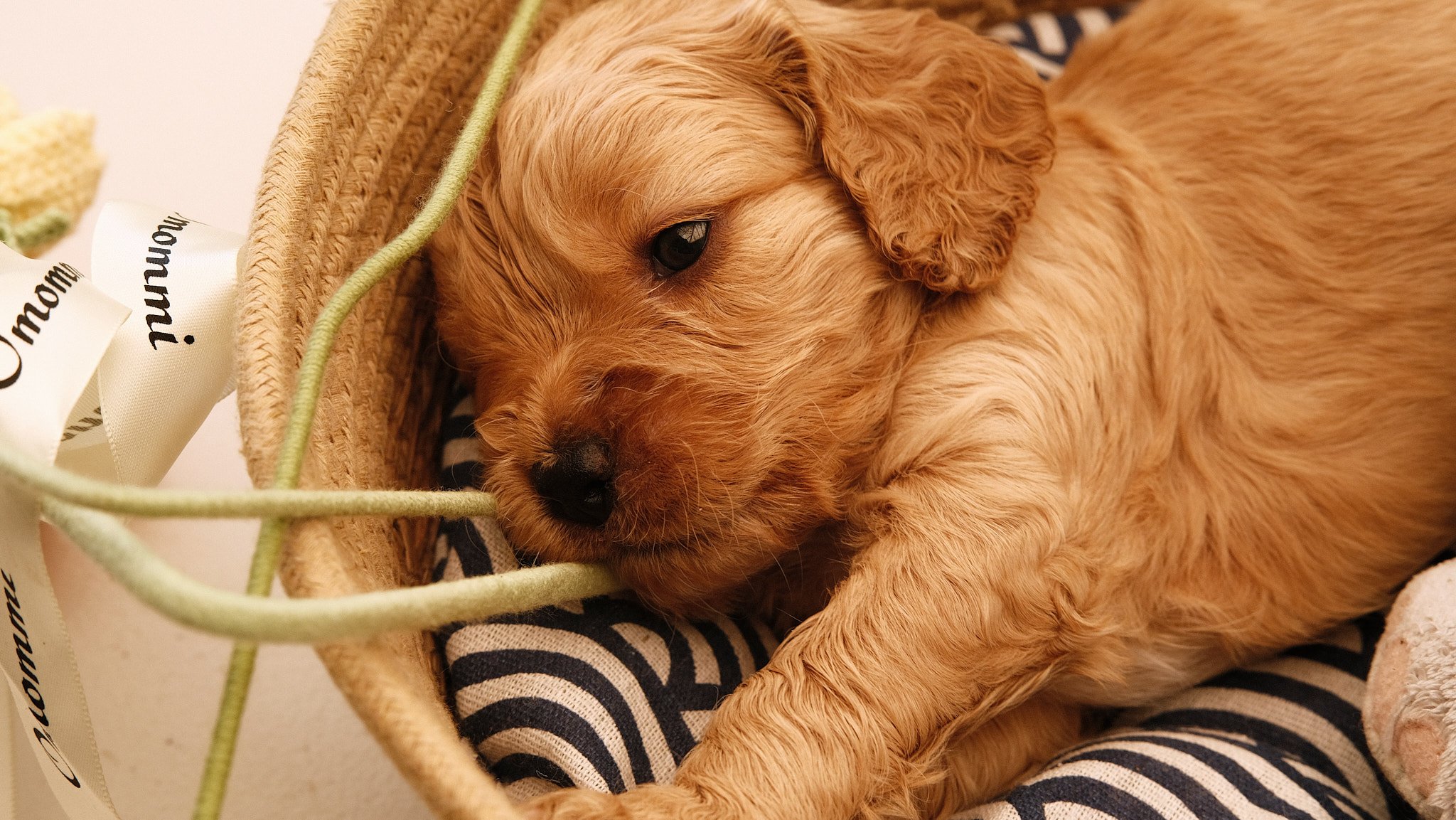 Close-up of a young golden-colored puppy lying in a basket with a black and white striped blanket.