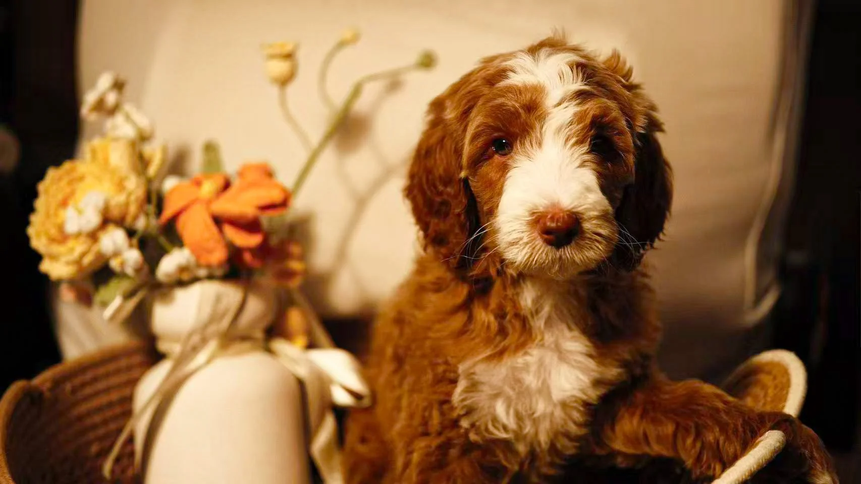 A young golden-brown puppy is lying in a woven basket on a black and white striped blanket, resting its head on the edge and looking at the camera.