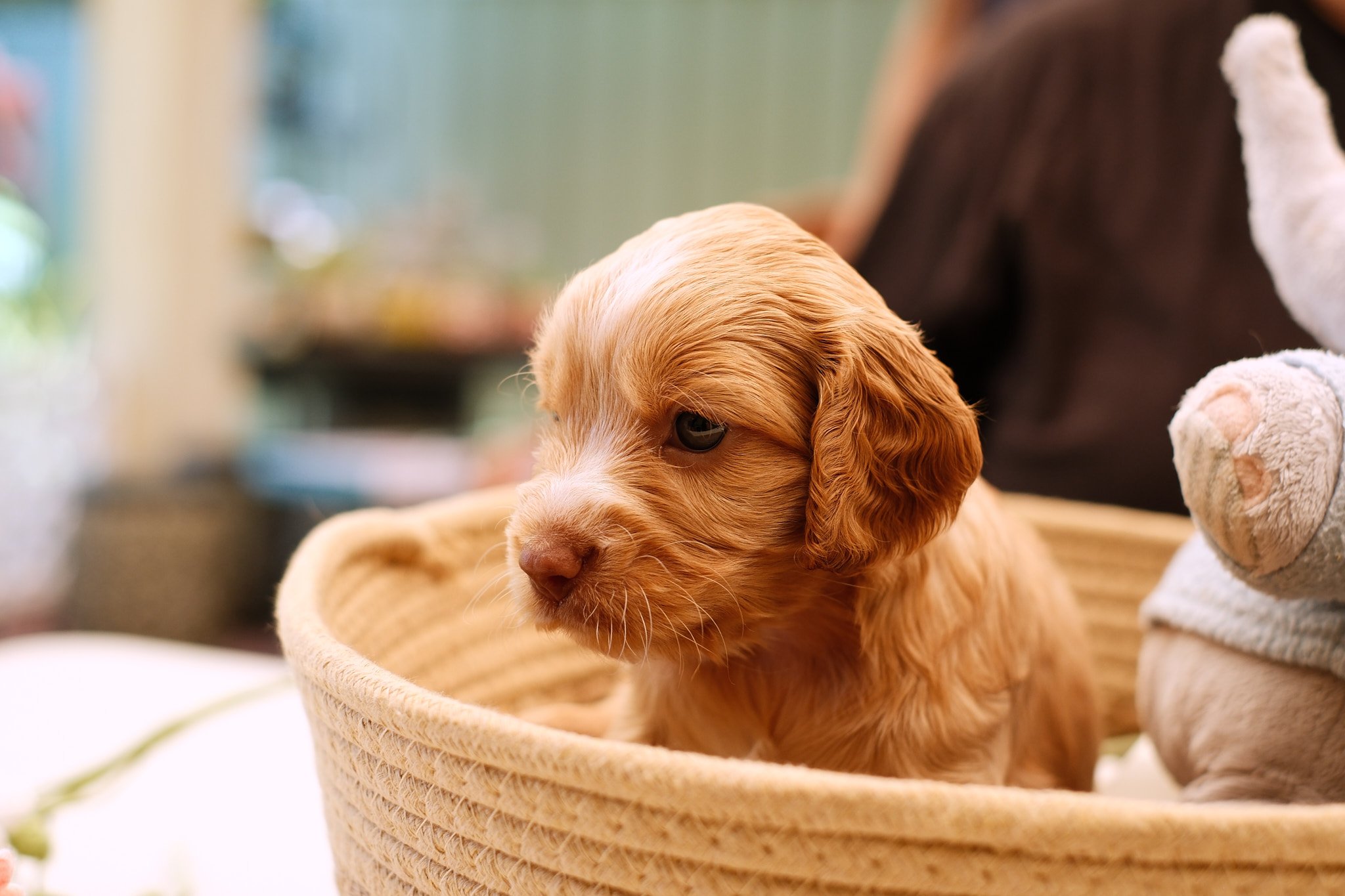 A close-up photo of a small, curly-haired, light brown puppy sitting inside a woven basket next to a stuffed animal.