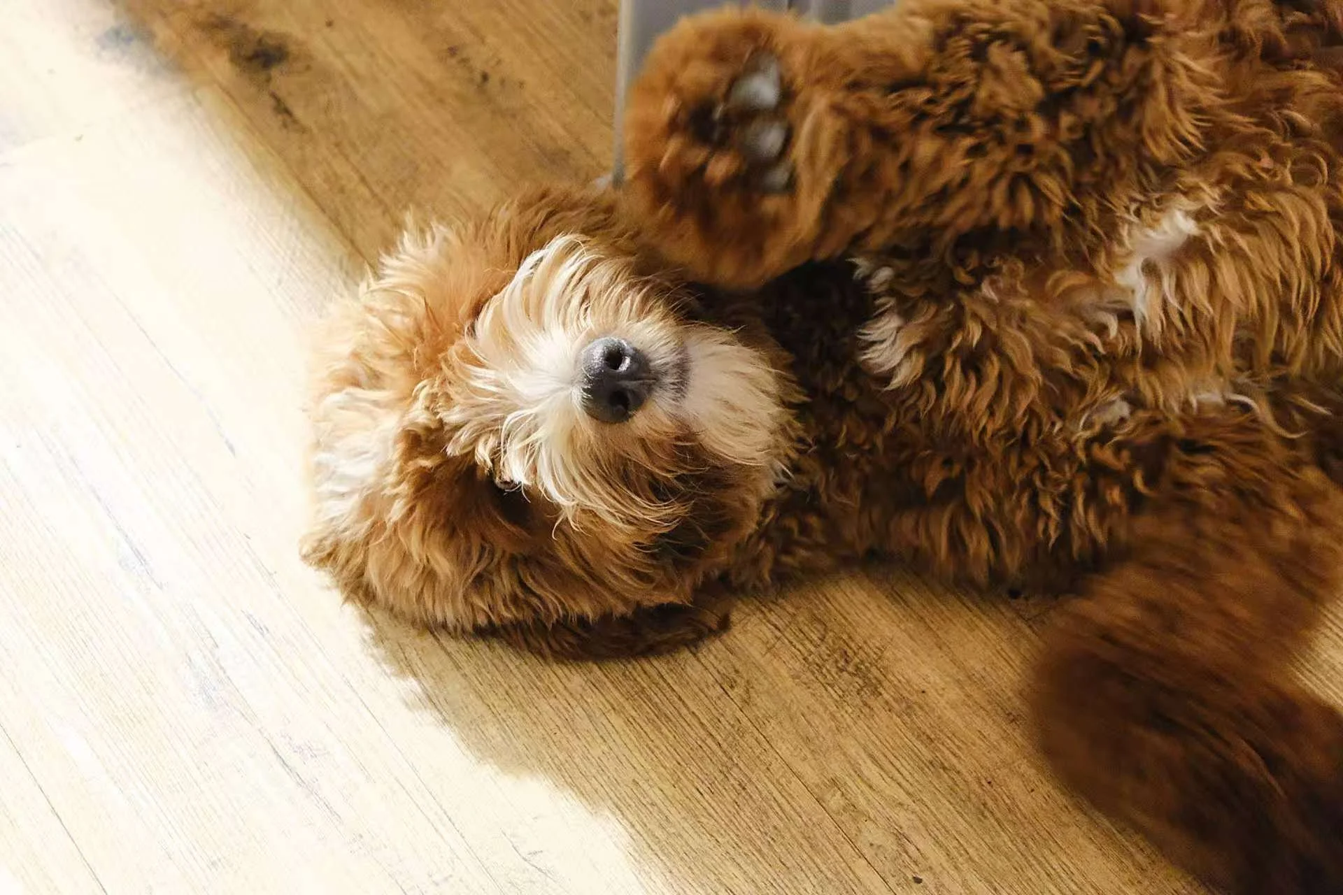 Two fluffy dogs, one light-colored and one dark-colored, play on a wooden floor with the light-colored dog on its back and the dark-colored dog over it.