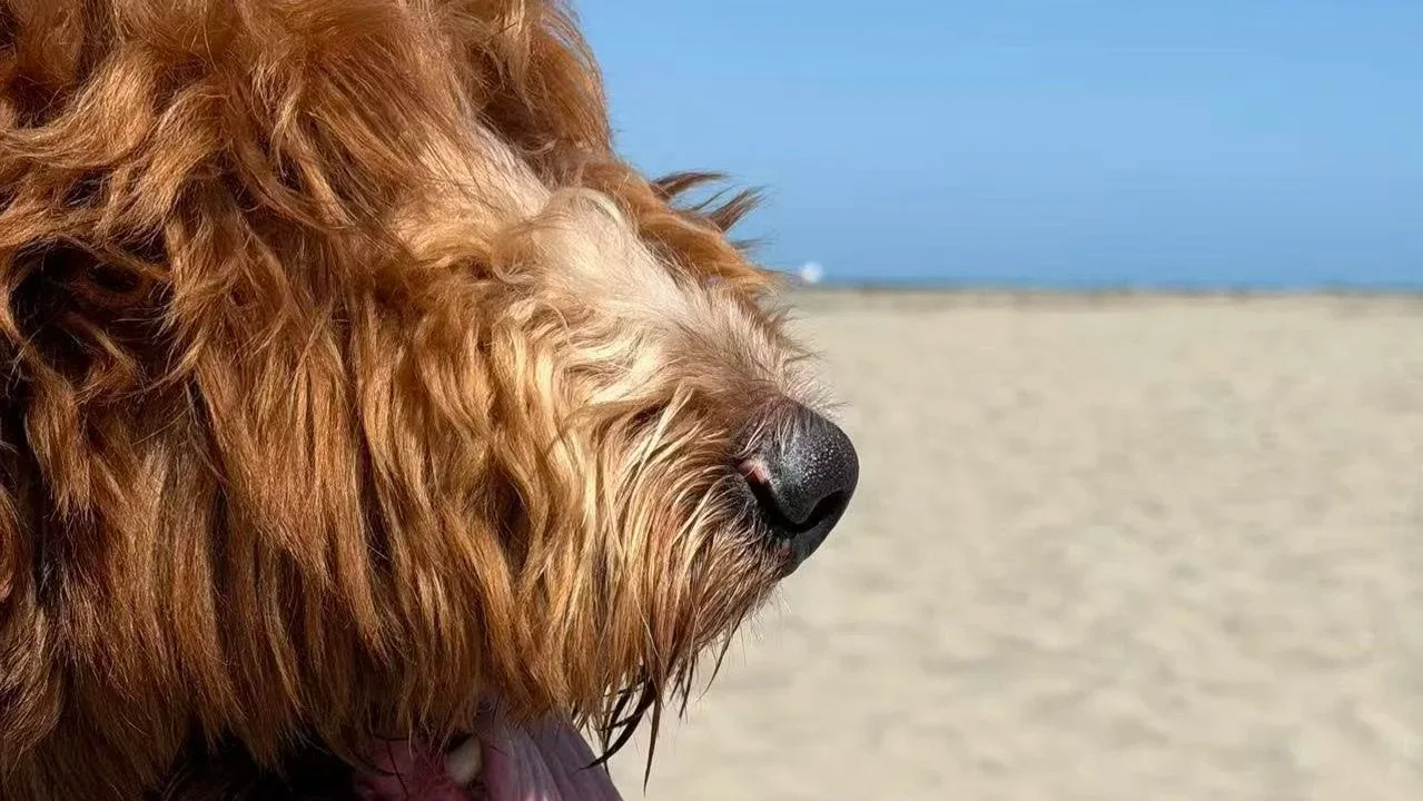 Close-up of a brown dog with a black nose looking at the beach with sand and blue sky in the background.
