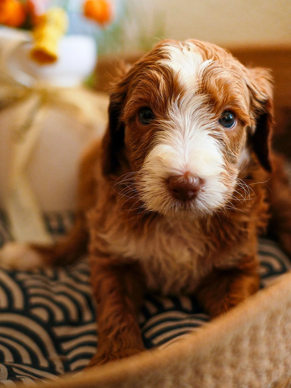 A cute, small, golden-colored puppy with floppy ears sitting inside a woven basket, with a plush teddy bear nearby.