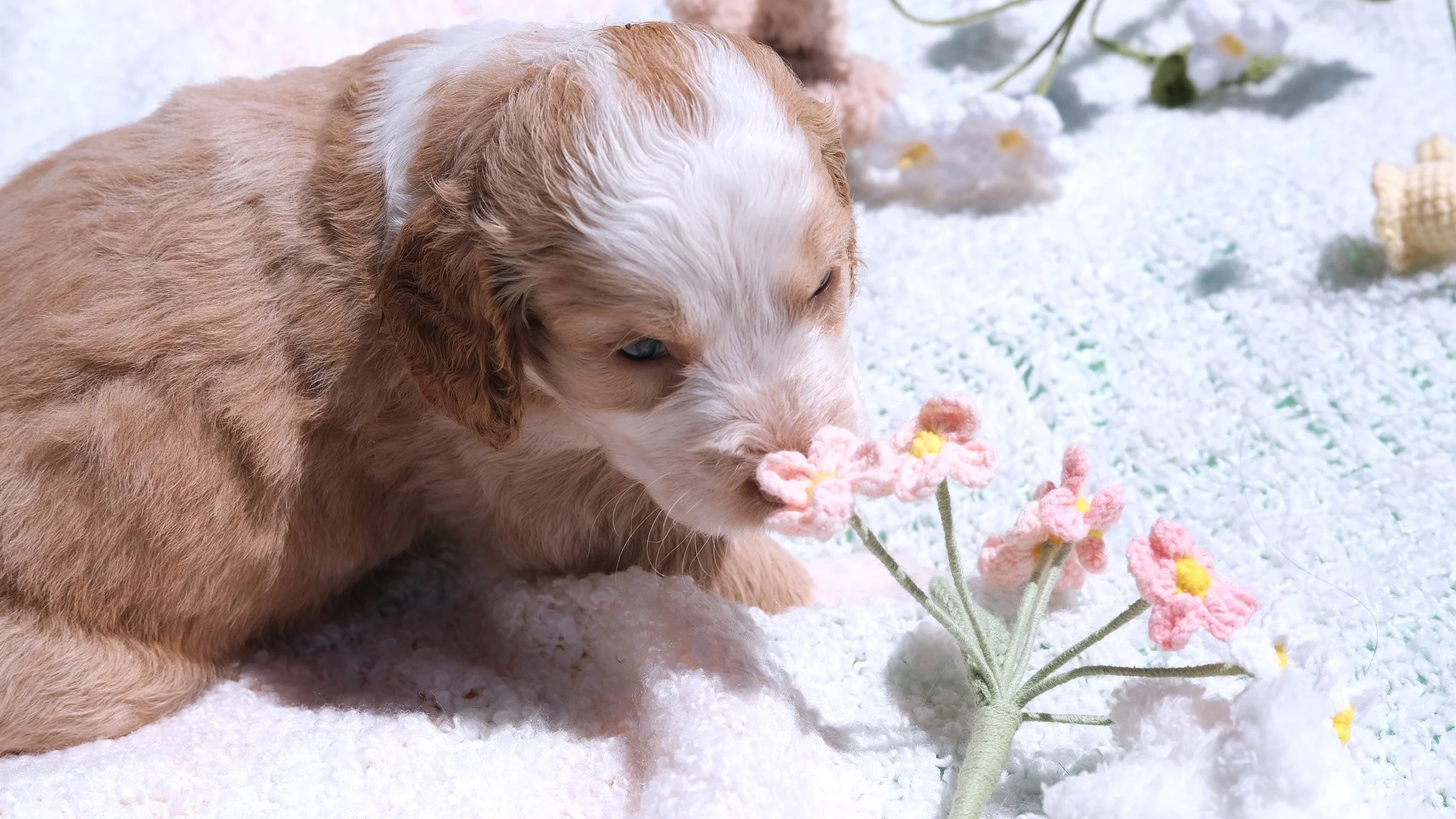 A puppy with tan and white fur sniffing a pink fabric flower on a white textured surface with other fabric flowers and shells in the background.