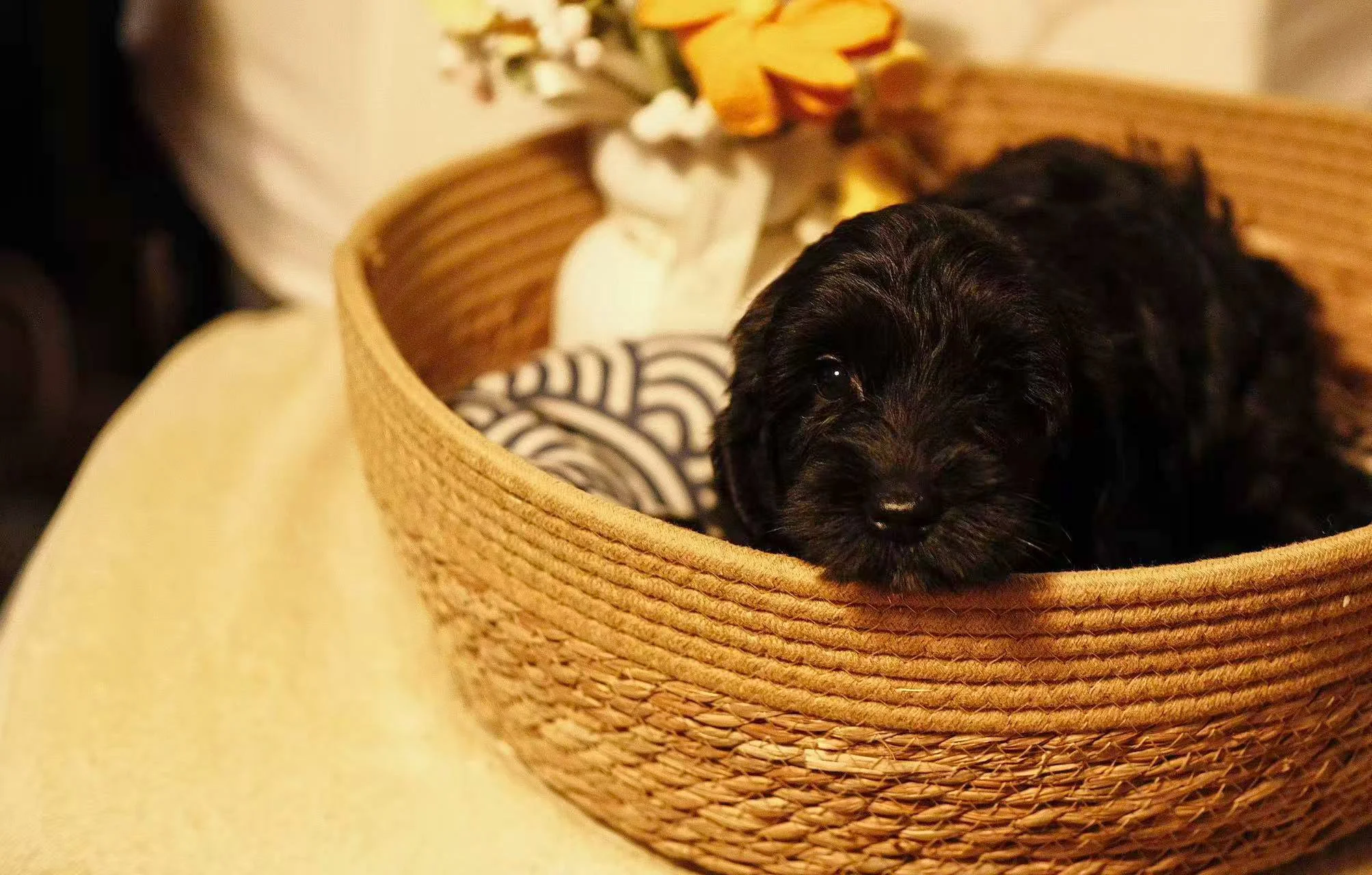Close-up of a brown dog with a black nose looking at the beach with sand and blue sky in the background.