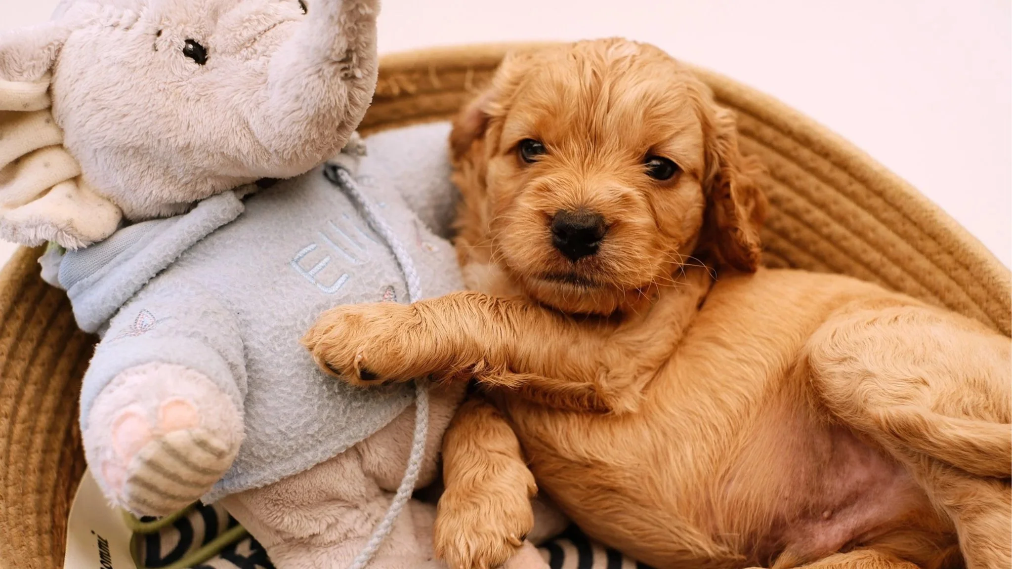 A small, golden-brown puppy lying in a round wicker basket, cuddling a plush teddy bear.