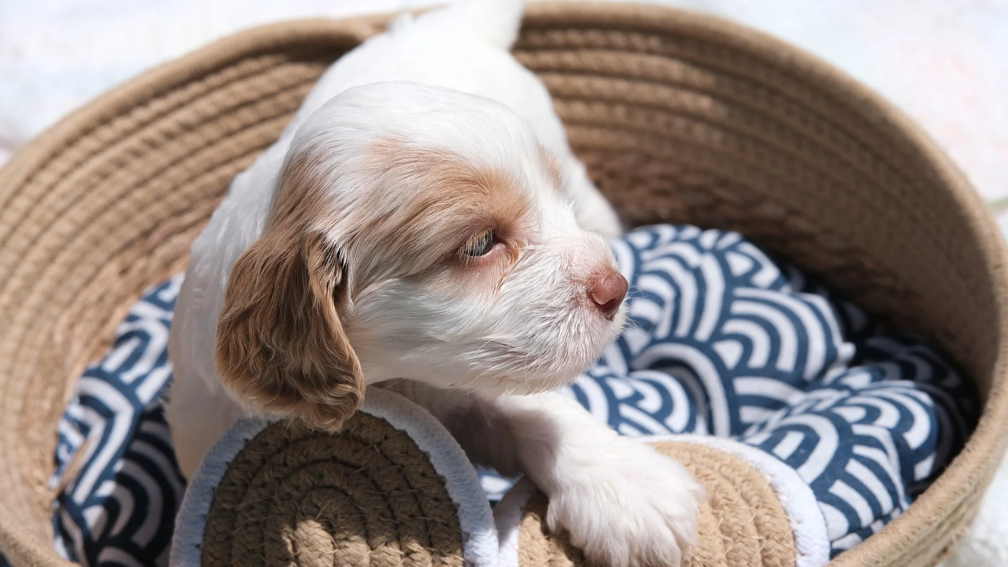 A small, light brown and white puppy with floppy ears sitting inside a woven basket lined with blue and white patterned fabric.