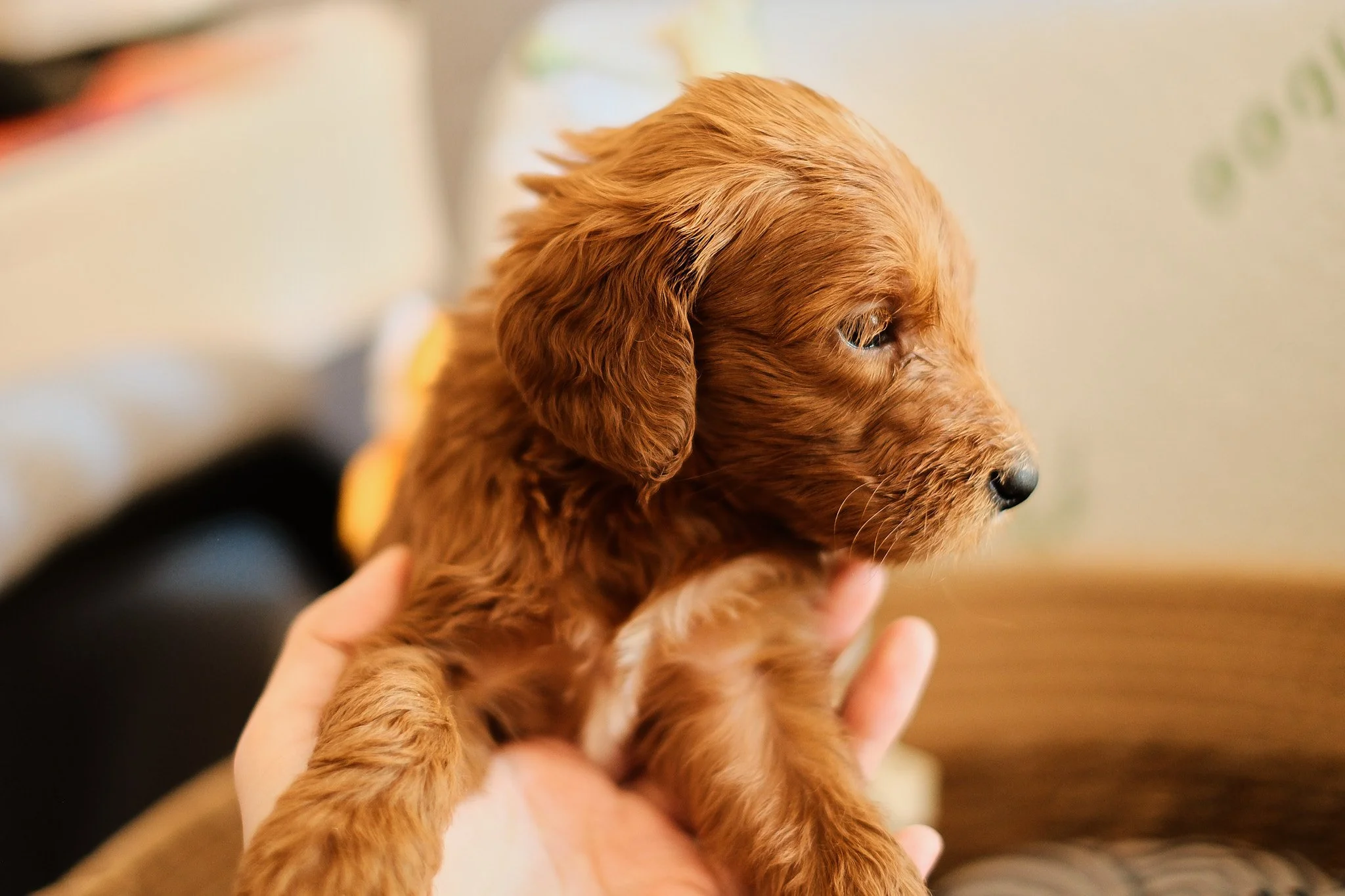 A young golden-brown puppy is lying in a woven basket on a black and white striped blanket, resting its head on the edge and looking at the camera.