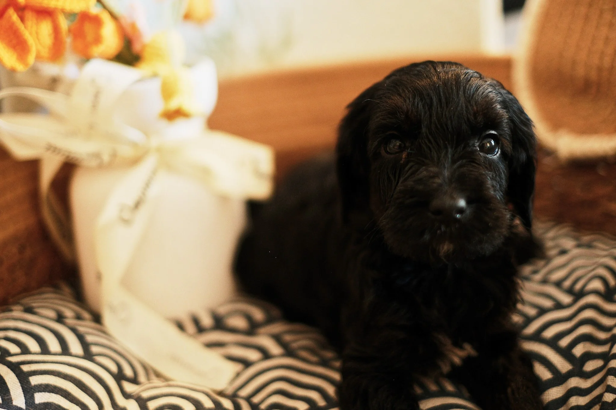 A golden puppy lying on its back next to a plush teddy bear.