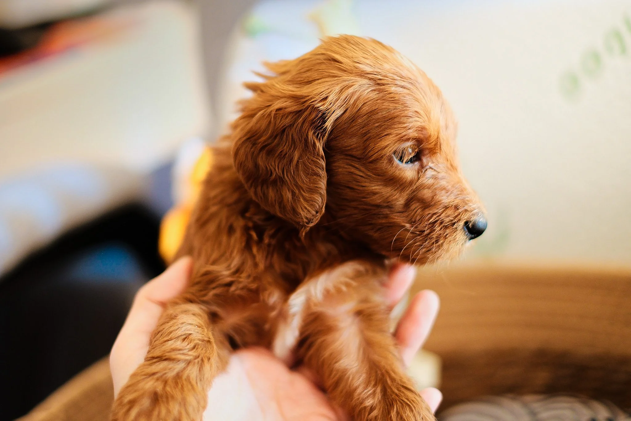 A cute puppy with a white and brown coat sitting inside a woven basket, looking directly at the camera.